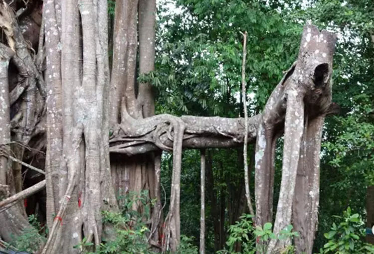 应3 应3