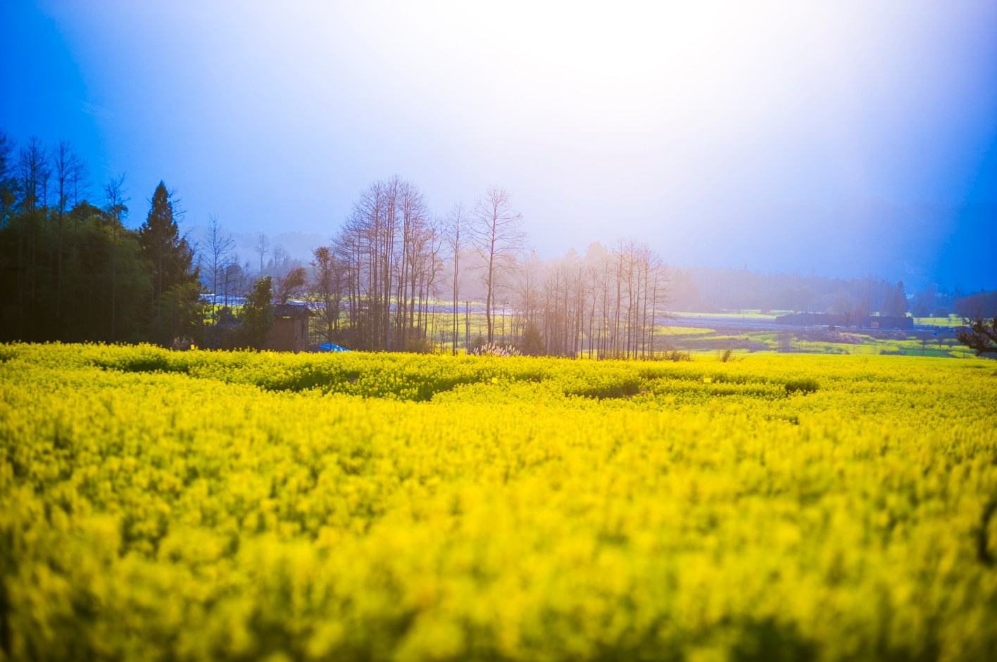 油菜花 油菜花