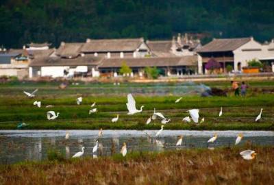 腾冲：组织发力 精准施策推动全域旅游迈上新台阶